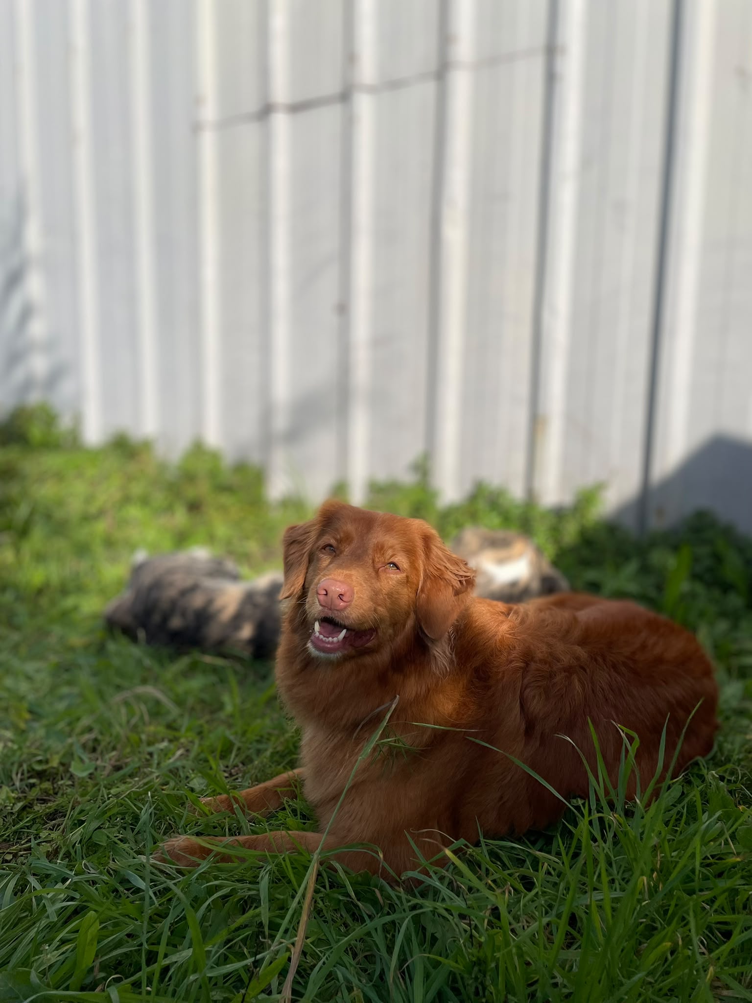 Cão feliz 2